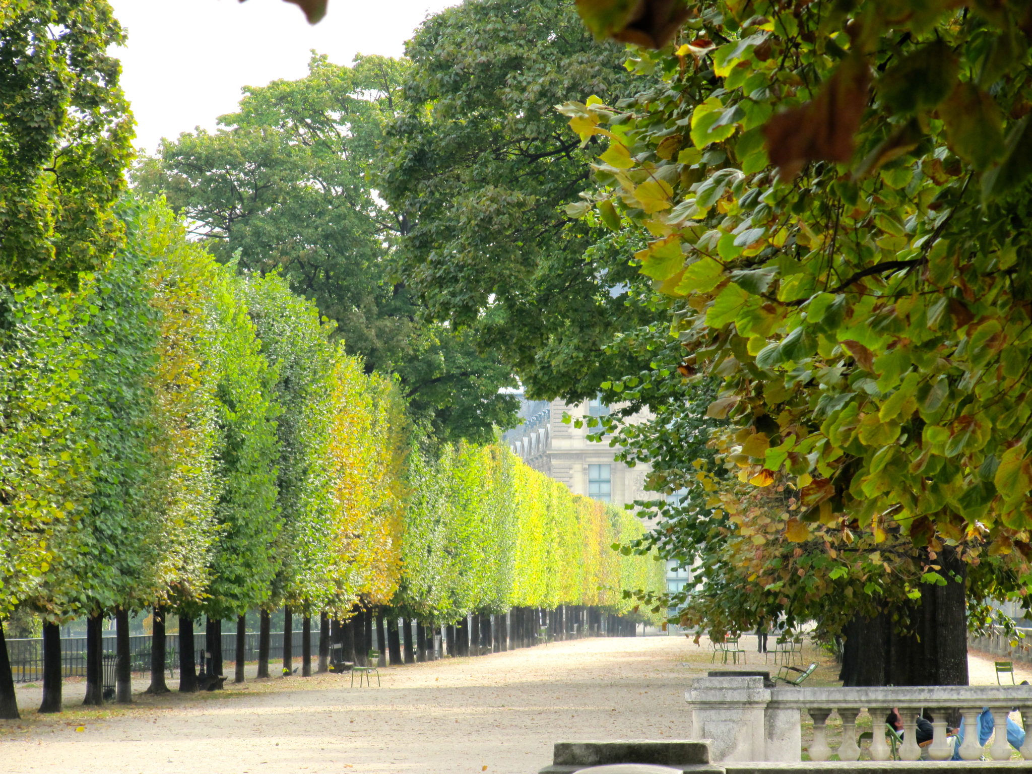 Perfectly clipped horse-chestnut trees on Champs-Élysées