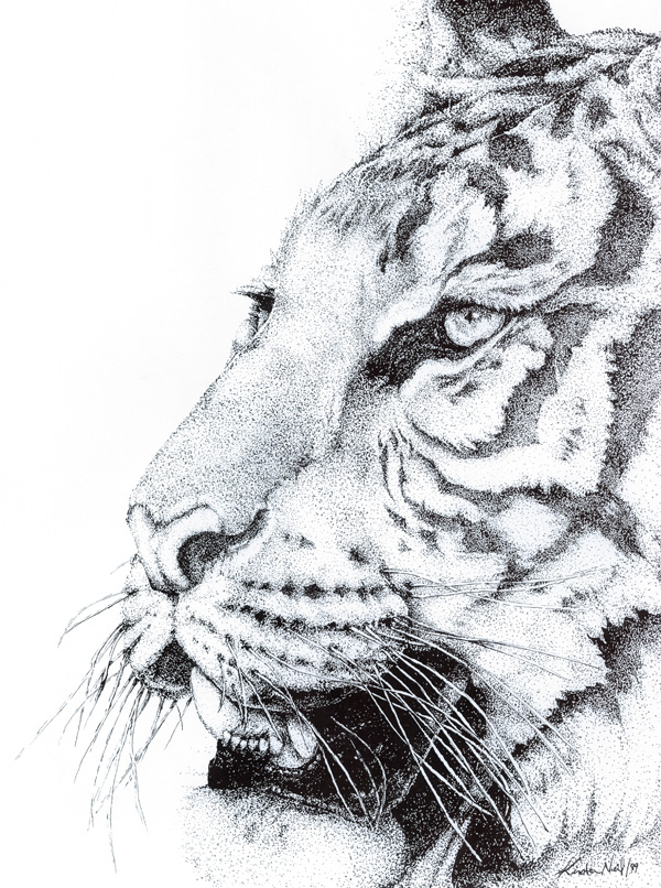 Tiger, pen and ink, 1999