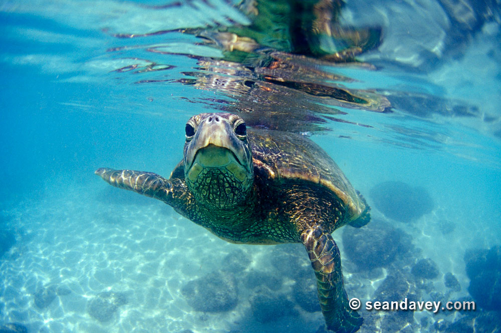 Sea turtle (Image via Surf Photography)