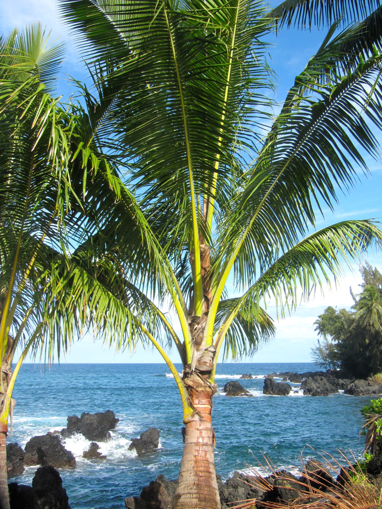 Palm tree in Ke'anae