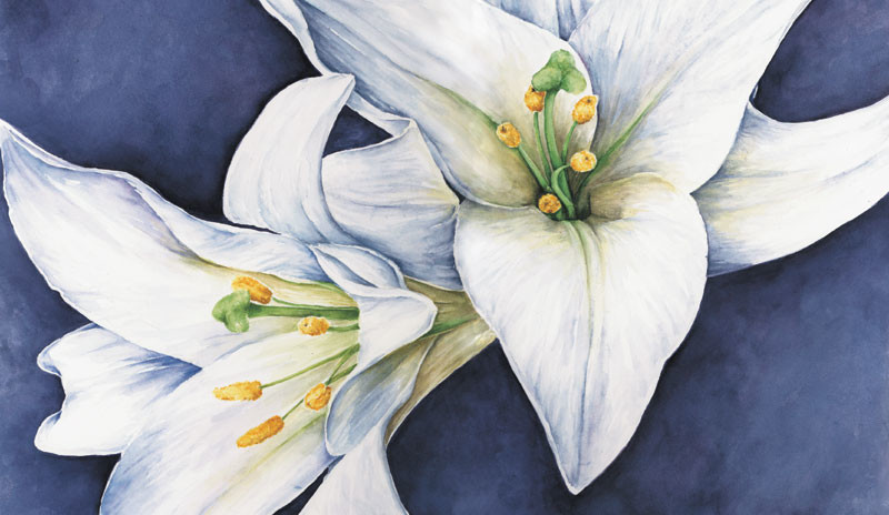 White Lillies, watercolour, 2003