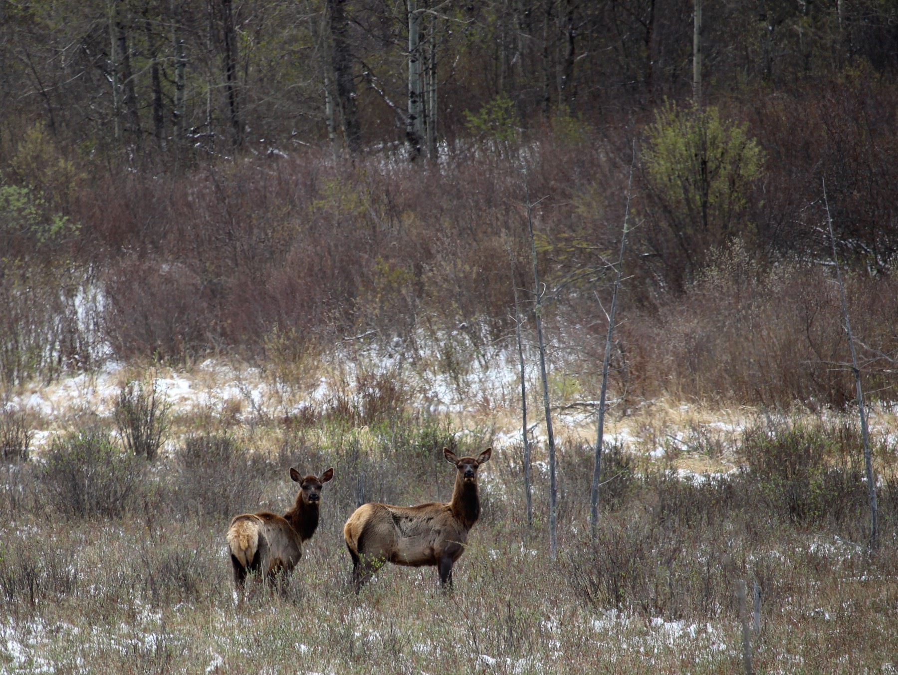 Elk, Riding Mountain National Park