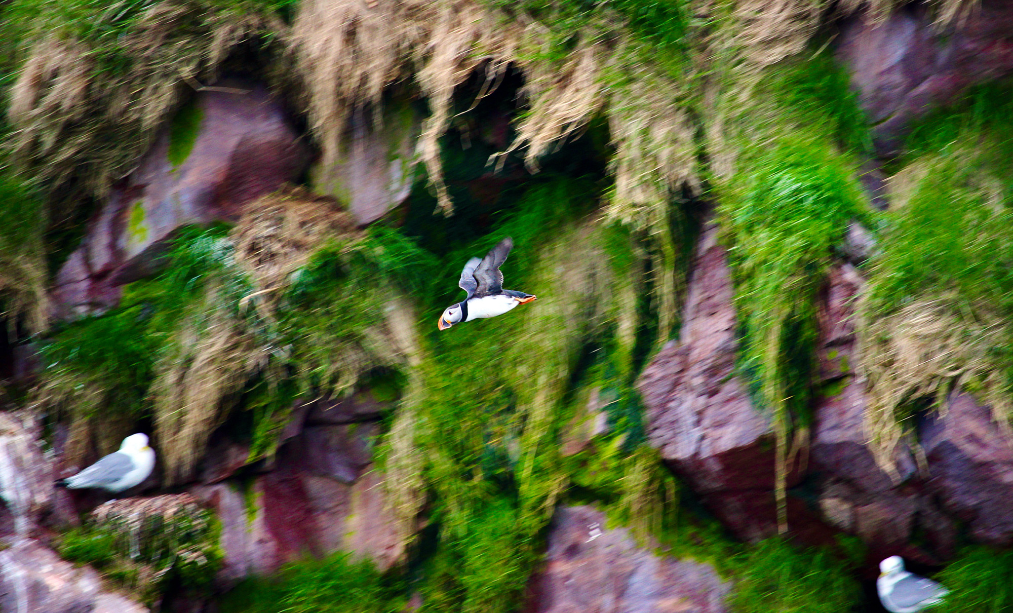 A puffin flies in Witless Bay Ecological Reserve, Newfoundland & Labrador, Canada.