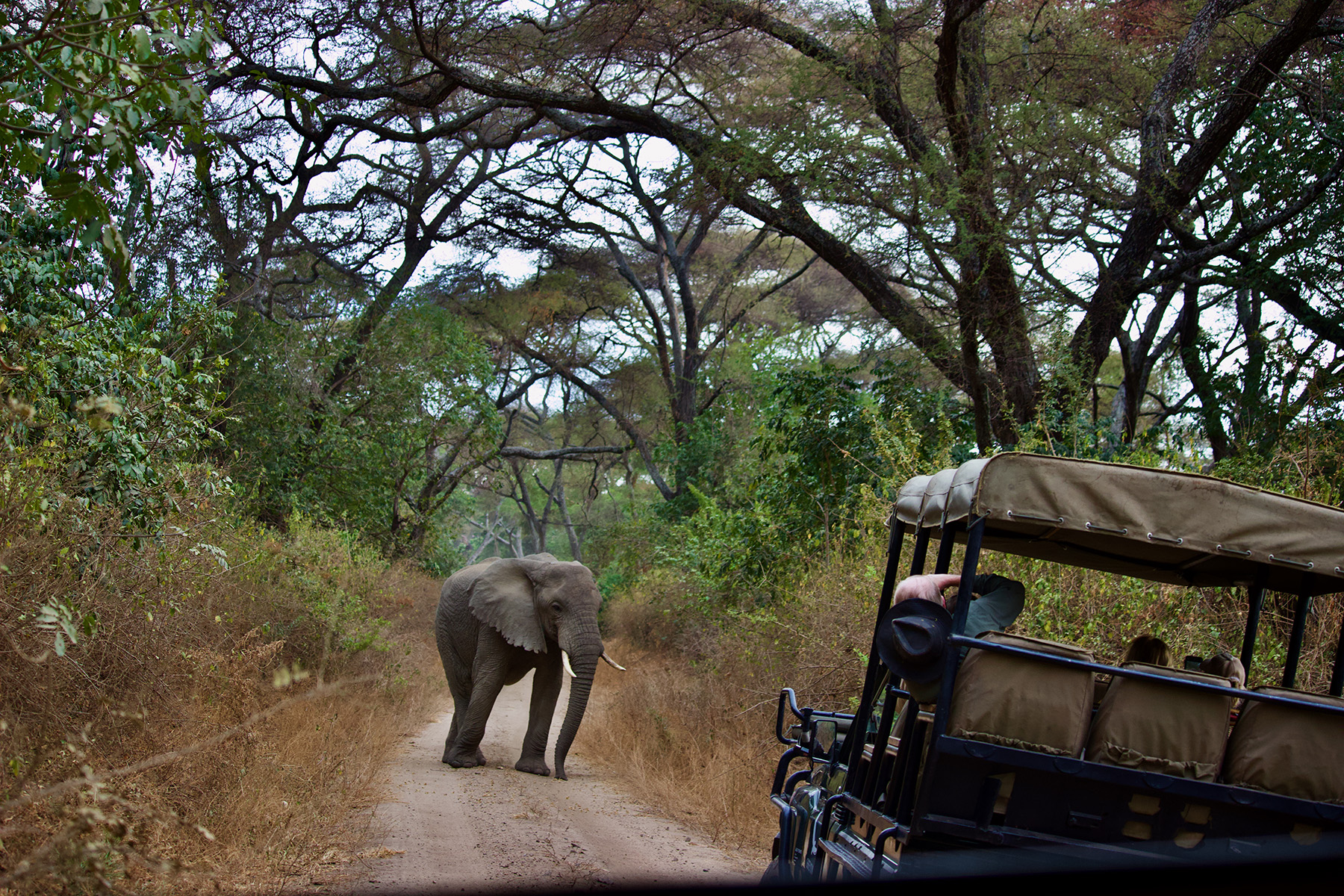 Objects are closer than they appear, Lake Manyara National Park, Tanzania, Africa