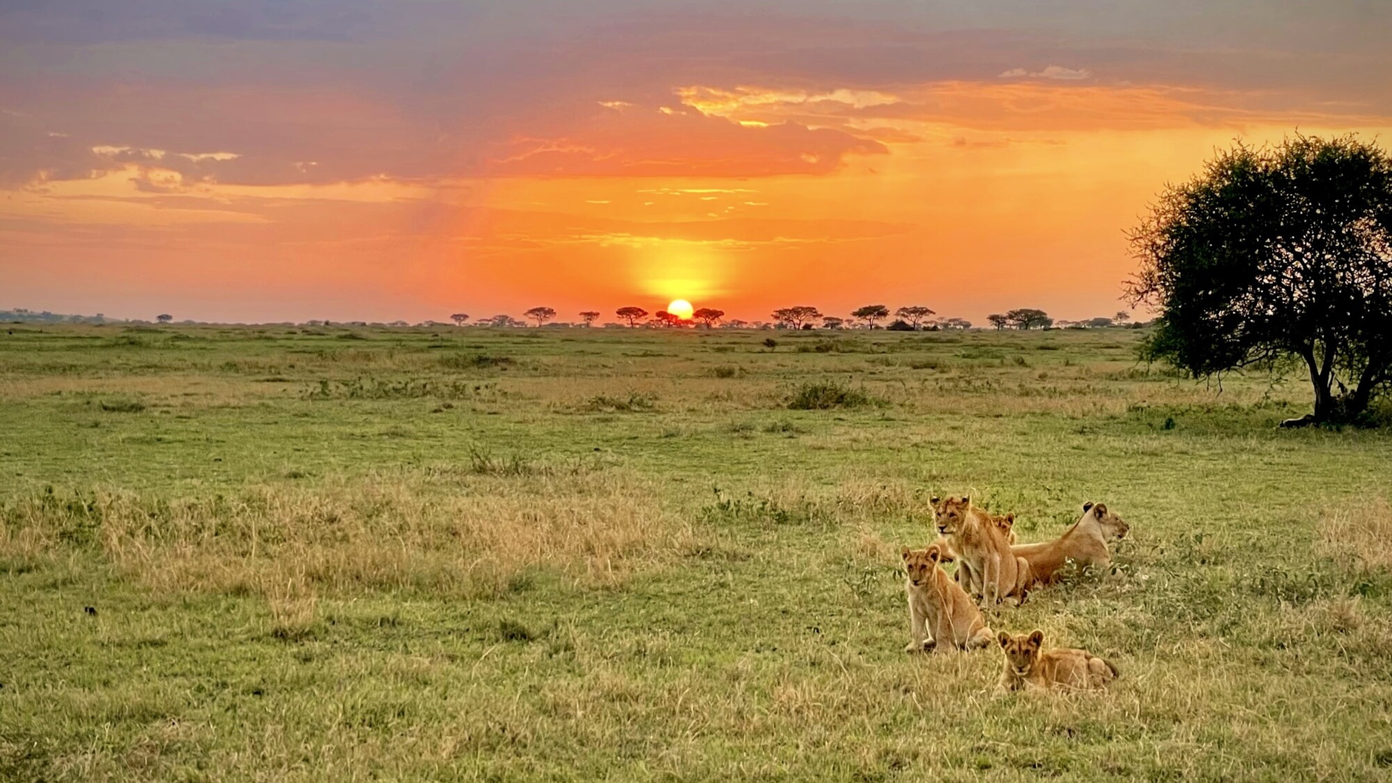 A stunner of a sunset on the Serengeti, Serengeti National Park, Tanzania, Africa